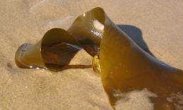 Kelp